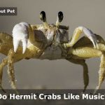 Do Hermit Crabs Like Music? (9 Cool Hermie Facts) Do hermit crabs like music