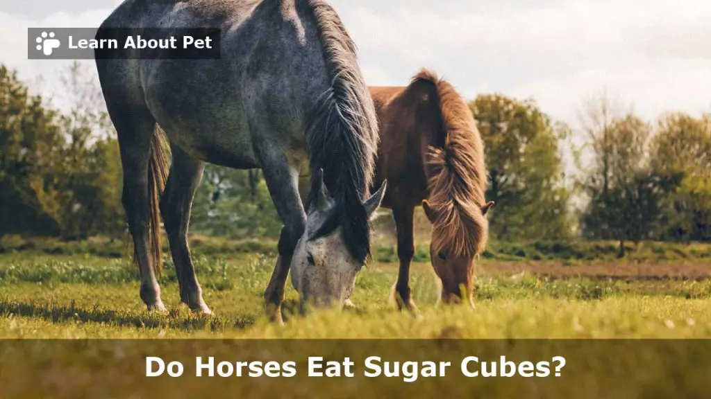 Do horses eat sugar cubes