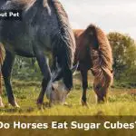 Do Horses Eat Sugar Cubes? (7 Interesting Facts)