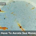 Do You Have To Aerate Sea Monkey Tank? (7 Cool Facts)
