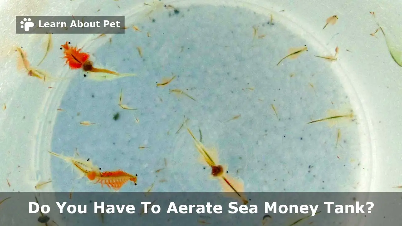 Do You Have To Aerate Sea Monkey Tank? (7 Cool Facts) 2024