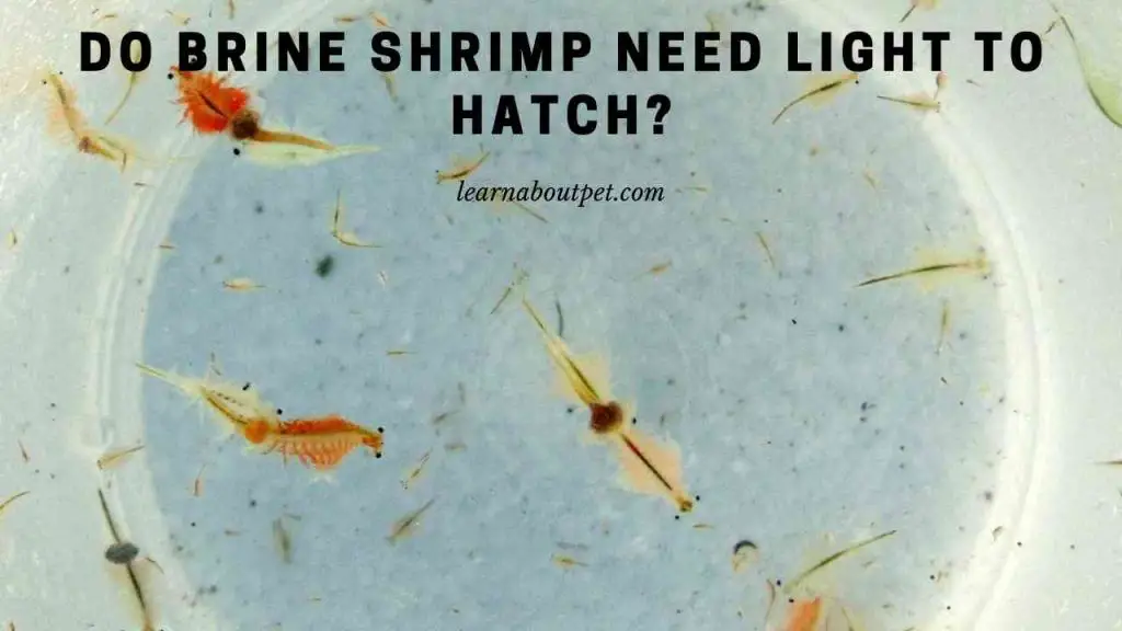 Do brine shrimp need light to hatch