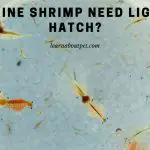 Do Brine Shrimp Need Light To Hatch? (7 Clear Facts)