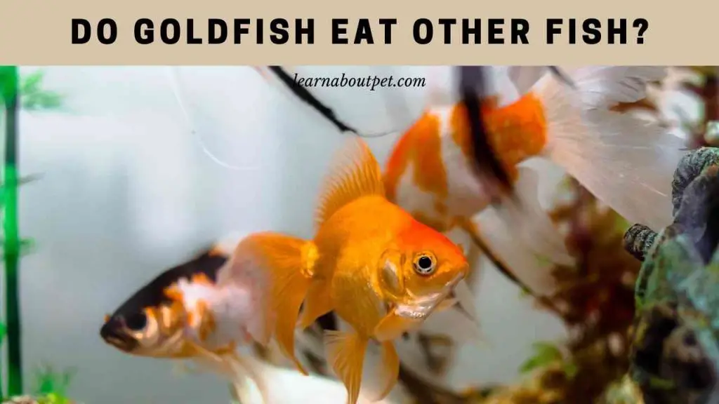 Do Goldfish Eat Other Fish? (9 Interesting Facts) - 2024