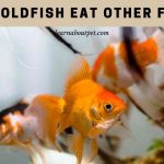 Do goldfish eat other fish