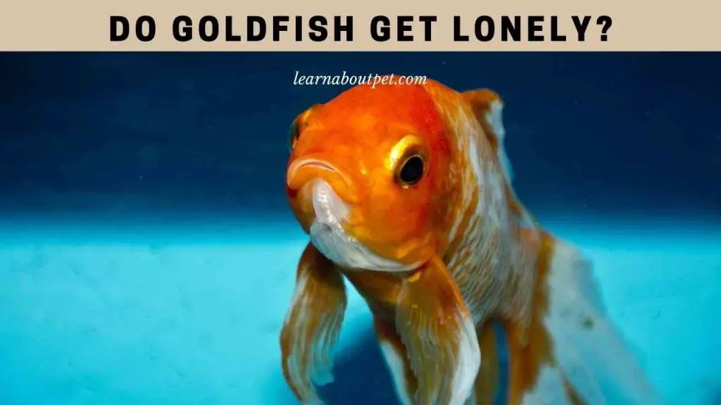 Do goldfish get lonely