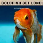 Do Goldfish Get Lonely? (7 Important Facts)