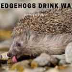 Do Hedgehogs Drink Water? (9 Important Facts) Do hedgehogs drink water