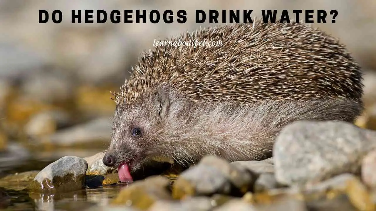 Do Hedgehogs Drink Water? (9 Important Facts) 2023