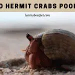 Do Hermit Crabs Poop? 15 Clear Poop Health Facts