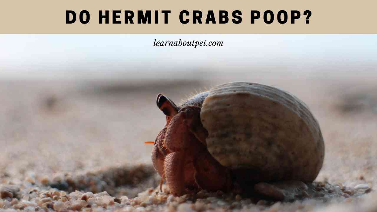 Do Hermit Crabs Poop? 15 Clear Poop Health Facts - 2022