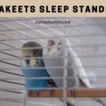 Do Parakeets Sleep Standing Up? (7 Cool Facts)