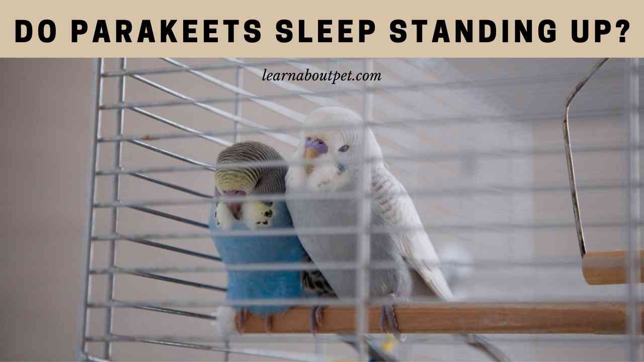 Do Parakeets Sleep Standing Up? (7 Cool Facts) 2023