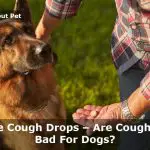 Are Cough Drops Bad For Dogs? (25 Clear Facts)