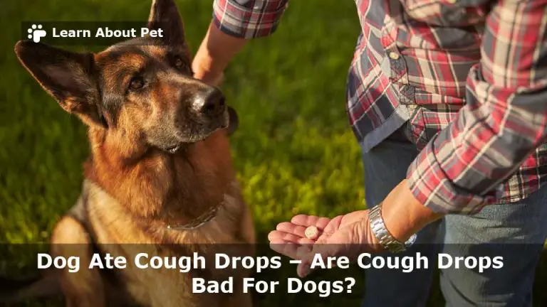 Are Cough Drops Bad For Dogs? (25 Clear Facts) - 2023