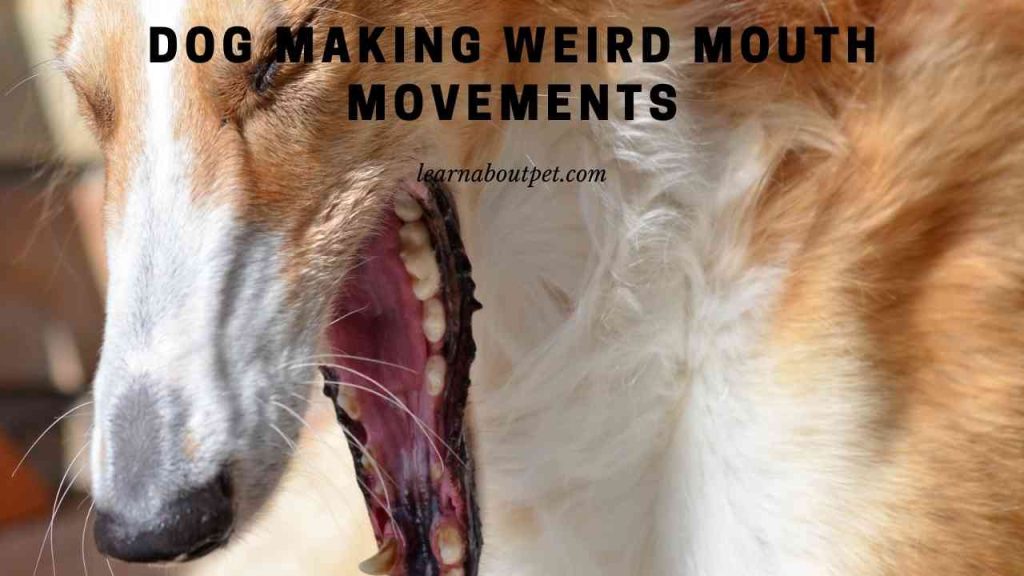Dog making weird mouth movements