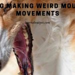 Dog Making Weird Mouth Movements : (11 Clear Facts)