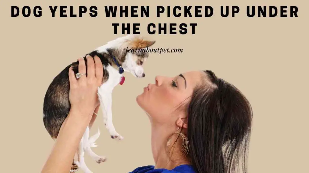 Dog yelps when picked up under the chest