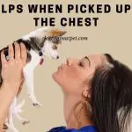 Dog Yelps When Picked Up Under The Chest : (9 Clear Facts)