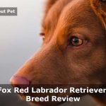 Fox red Labrador Retriever