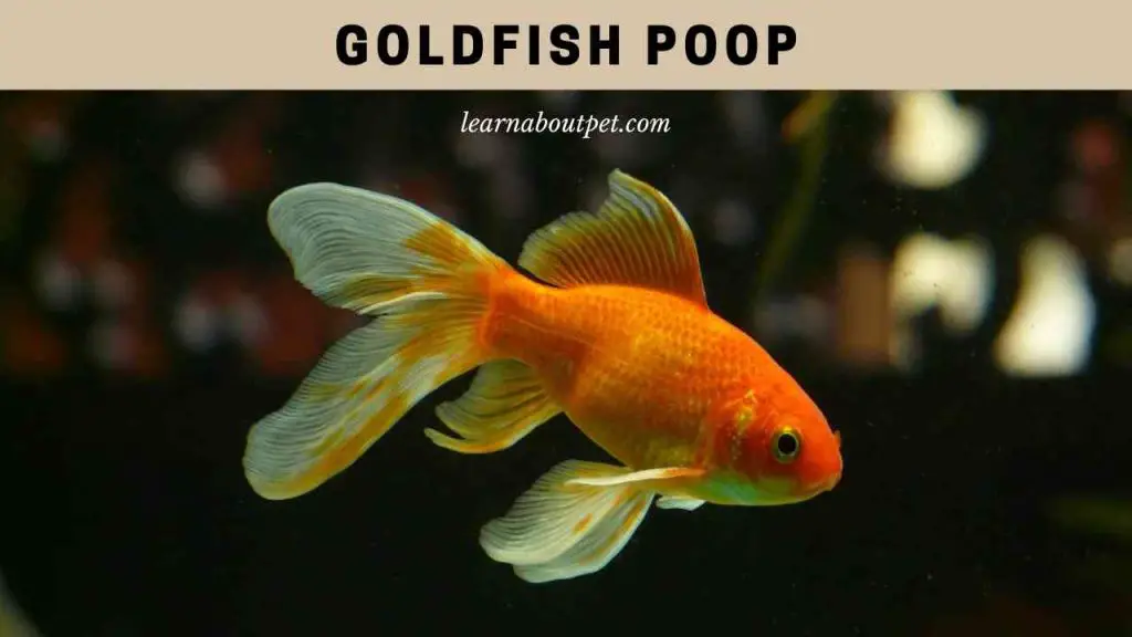 Goldfish poop