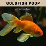 goldfish poop
