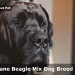 Great Dane Beagle Mix : 3 Cool Pictures, Temperament