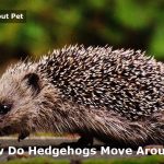 How do hedgehogs move around