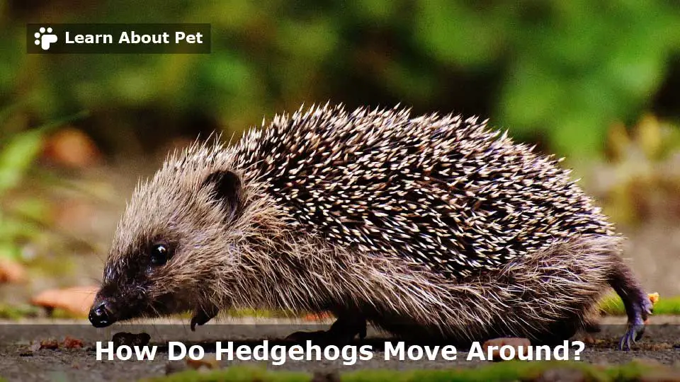 How do hedgehogs move around