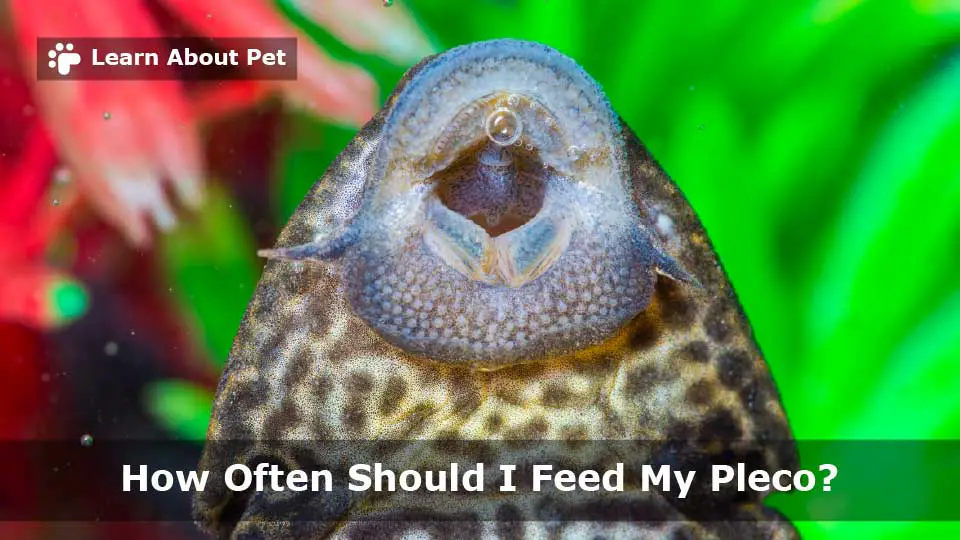 How often should i feed my pleco