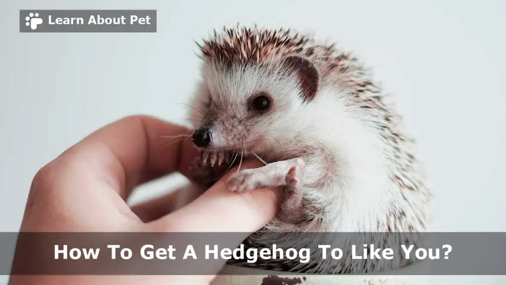How to get a hedgehog to like you