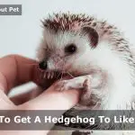How To Get A Hedgehog To Like You? (7 Cool Tips)