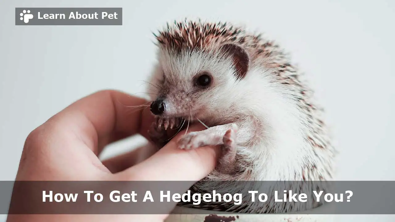 How To Get A Hedgehog To Like You? (7 Cool Tips) 2023