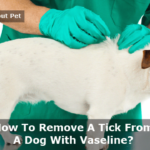 How To Remove A Tick From A Dog With Vaseline? 9 Clear Facts