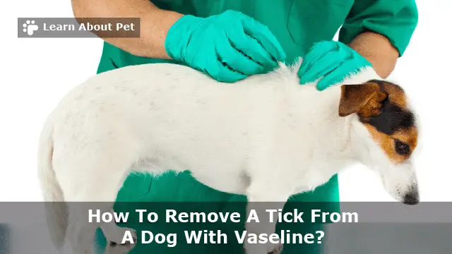 How to remove a tick from a dog with vaseline