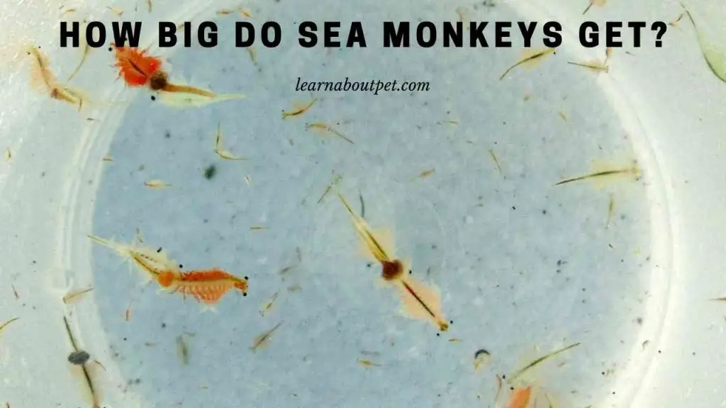 How big do sea monkeys get