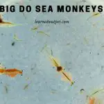 How Big Do Sea Monkeys Get? (9 Clear Facts)