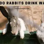 How Do Rabbits Drink Water? (7 Interesting Facts)