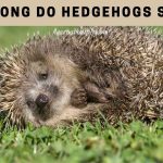How Long Do Hedgehogs Sleep? 7 Interesting Facts