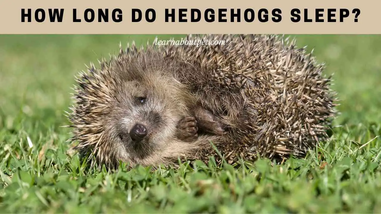 How Long Do Hedgehogs Sleep? 7 Interesting Facts 2022