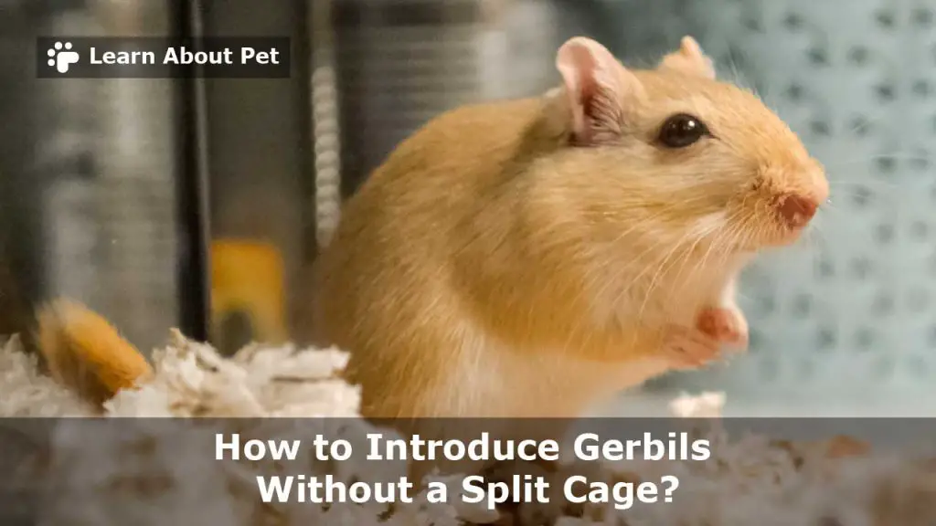 How to introduce gerbils without a split cage