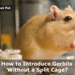 How To Introduce Gerbils Without A Split Cage? 15 Clear Facts