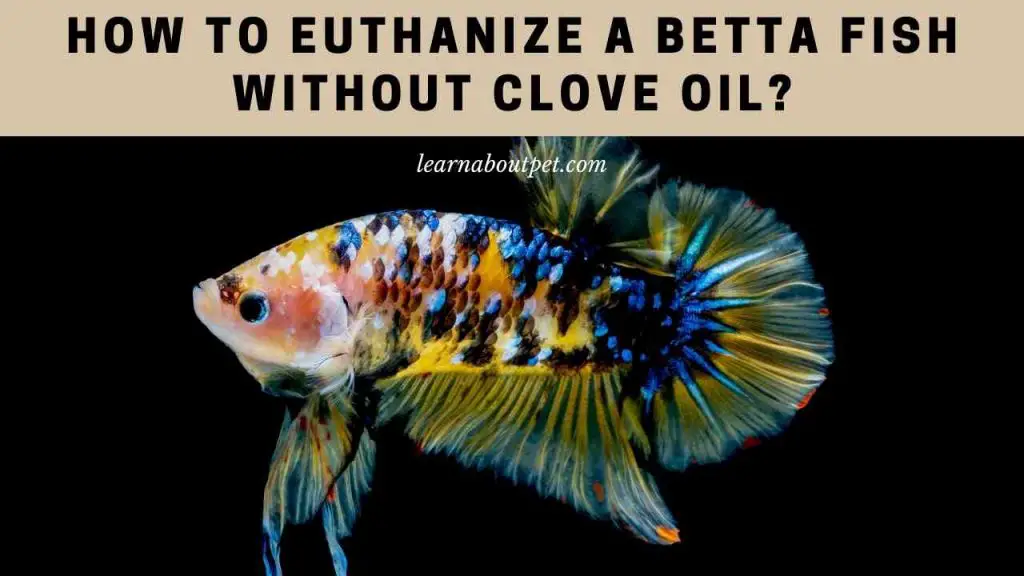 How to euthanize a betta fish without clove oil