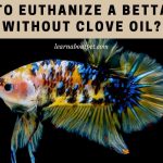 How to euthanize a betta fish without clove oil