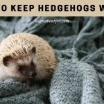 How To Keep Hedgehogs Warm? (7 Important Facts) How to keep Hedgehogs warm