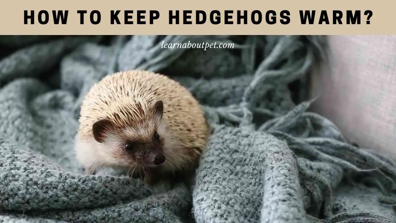 How To Keep Hedgehogs Warm? (7 Important Facts) 2024