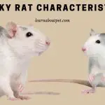 Husky Rat : (7 Interesting Characteristics, Pictures)