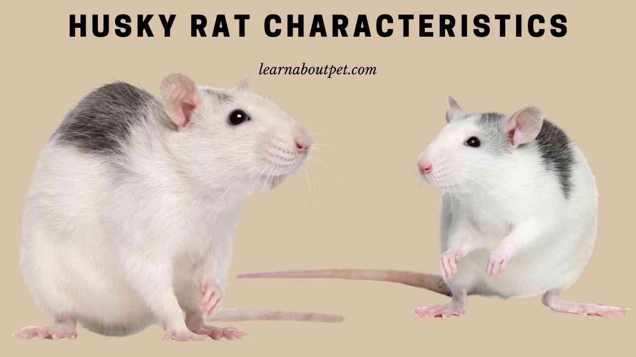 Husky Rat : (7 Interesting Characteristics, Pictures) - 2026
