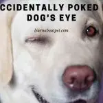 I Accidentally Poked My Dog's Eye : 9 Menacing Facts
