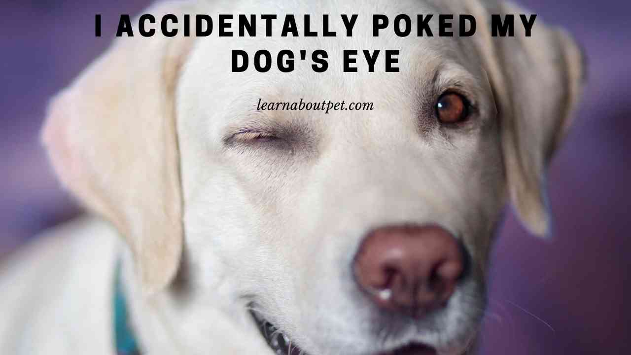 I Accidentally Poked My Dog's Eye 9 Menacing Facts 2024